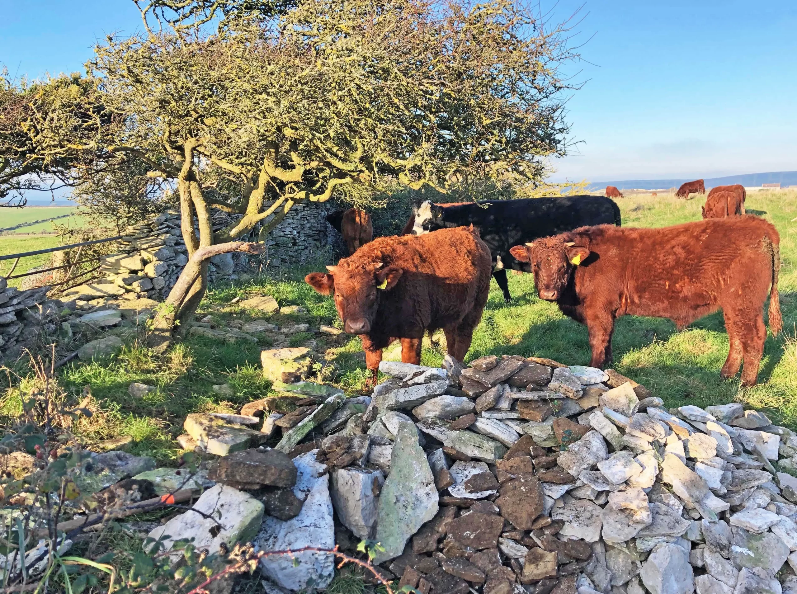 Pesky-cows-Worth-Matravers-scaled